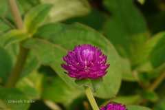 Gomphrena globosa